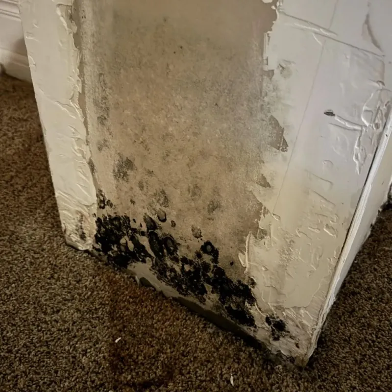 Professional Mold Removal in Bozeman, MT